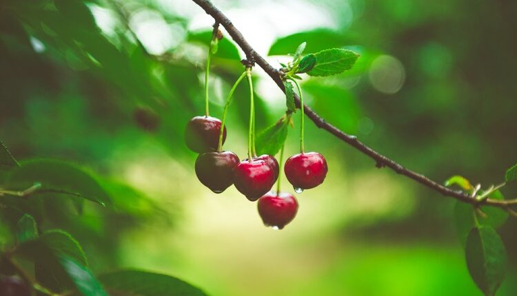 Cherry Trees