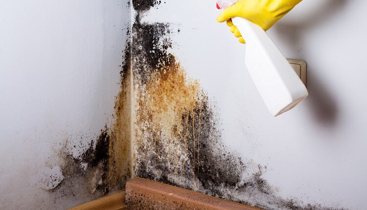 Mold Remediation